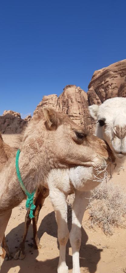 Sunrise Camp Hotel Wadi Rum Exterior foto